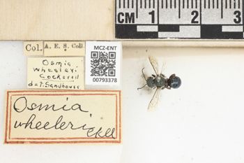 Media type: image;   Entomology 793378 Aspect: Labels